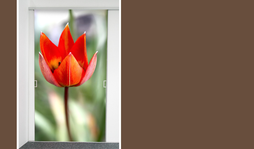 rote Tulpe (Bild-Nr. 0200299)

